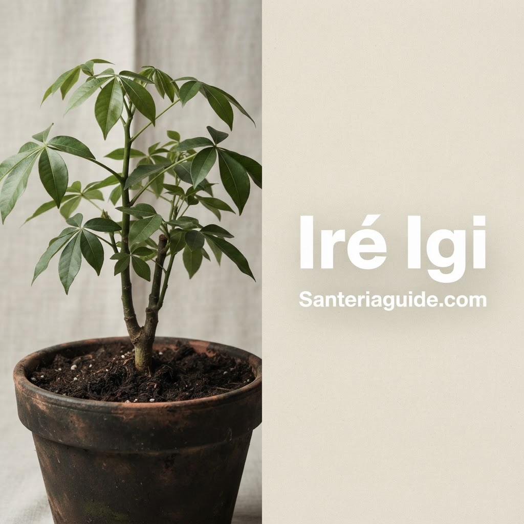 Iré Igi — Santeriaguide.com