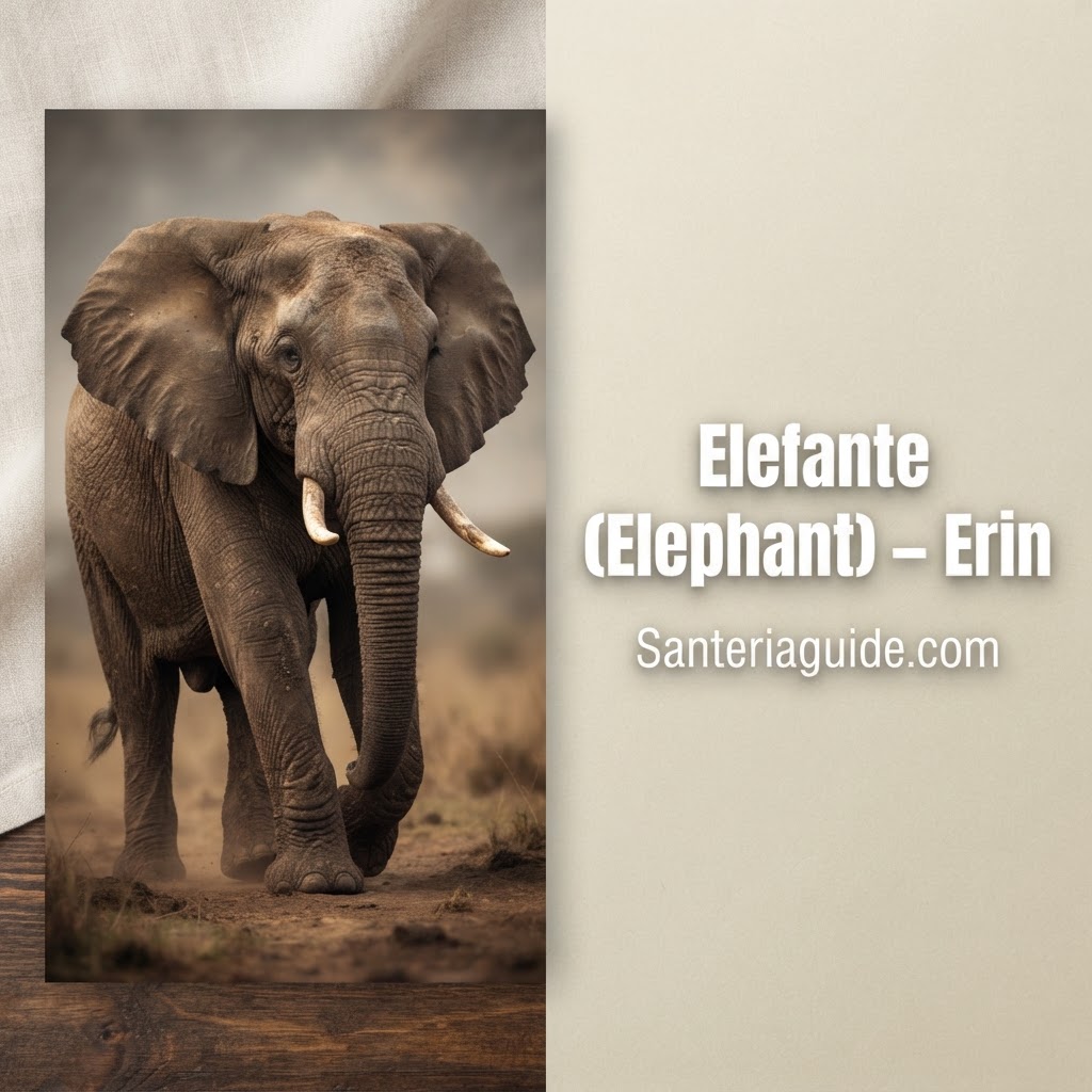 Elefante (Elephant) – Erin — Santeriaguide.com