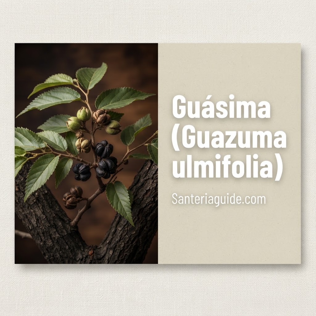 Guásima (Guazuma ulmifolia) — Santeriaguide.com