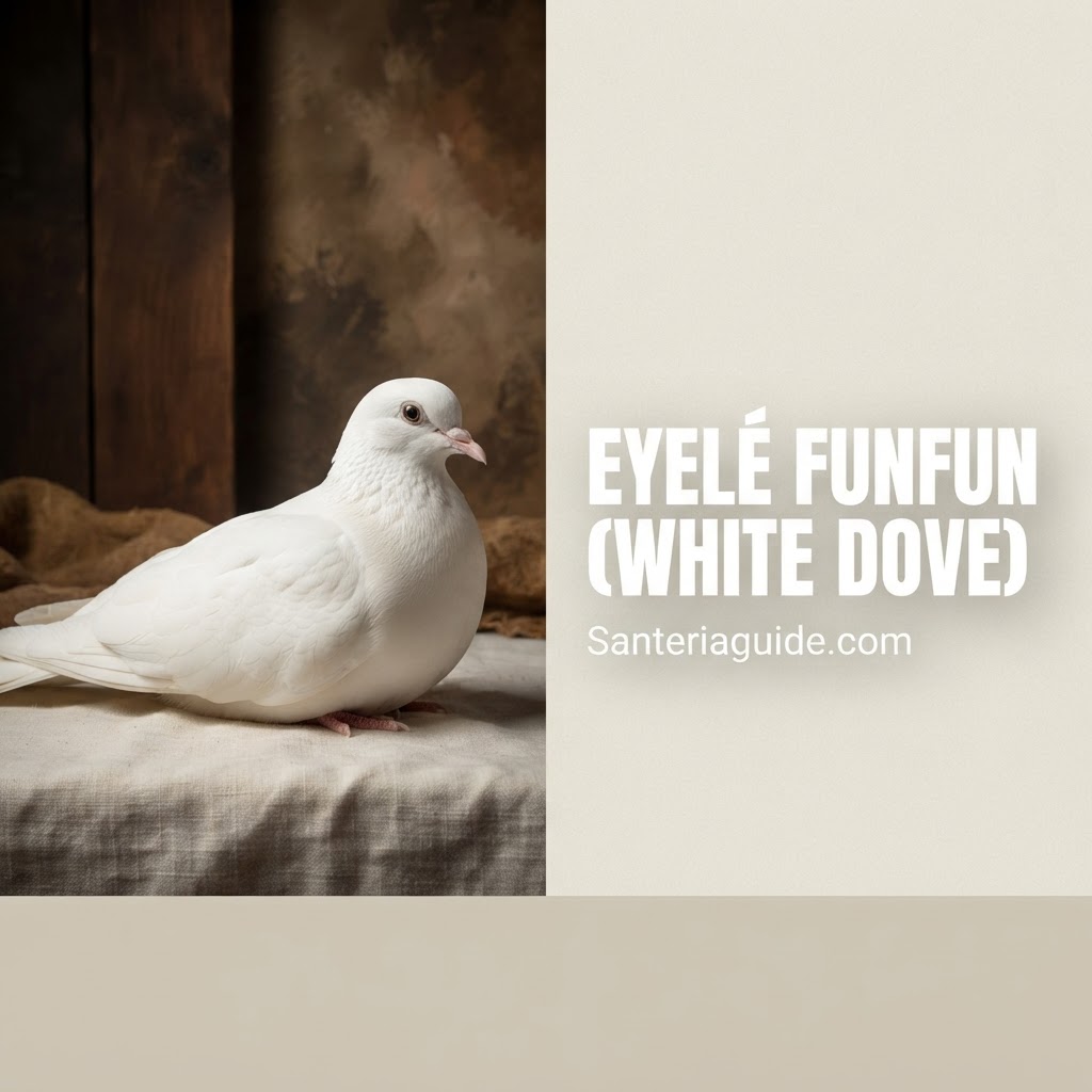 Eyelé Funfun (White Dove) — Santeriaguide.com