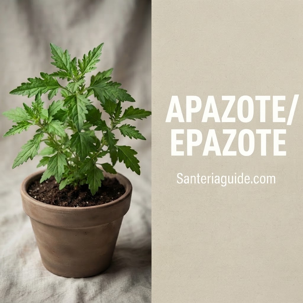 Apazote / Epazote — Santeriaguide.com