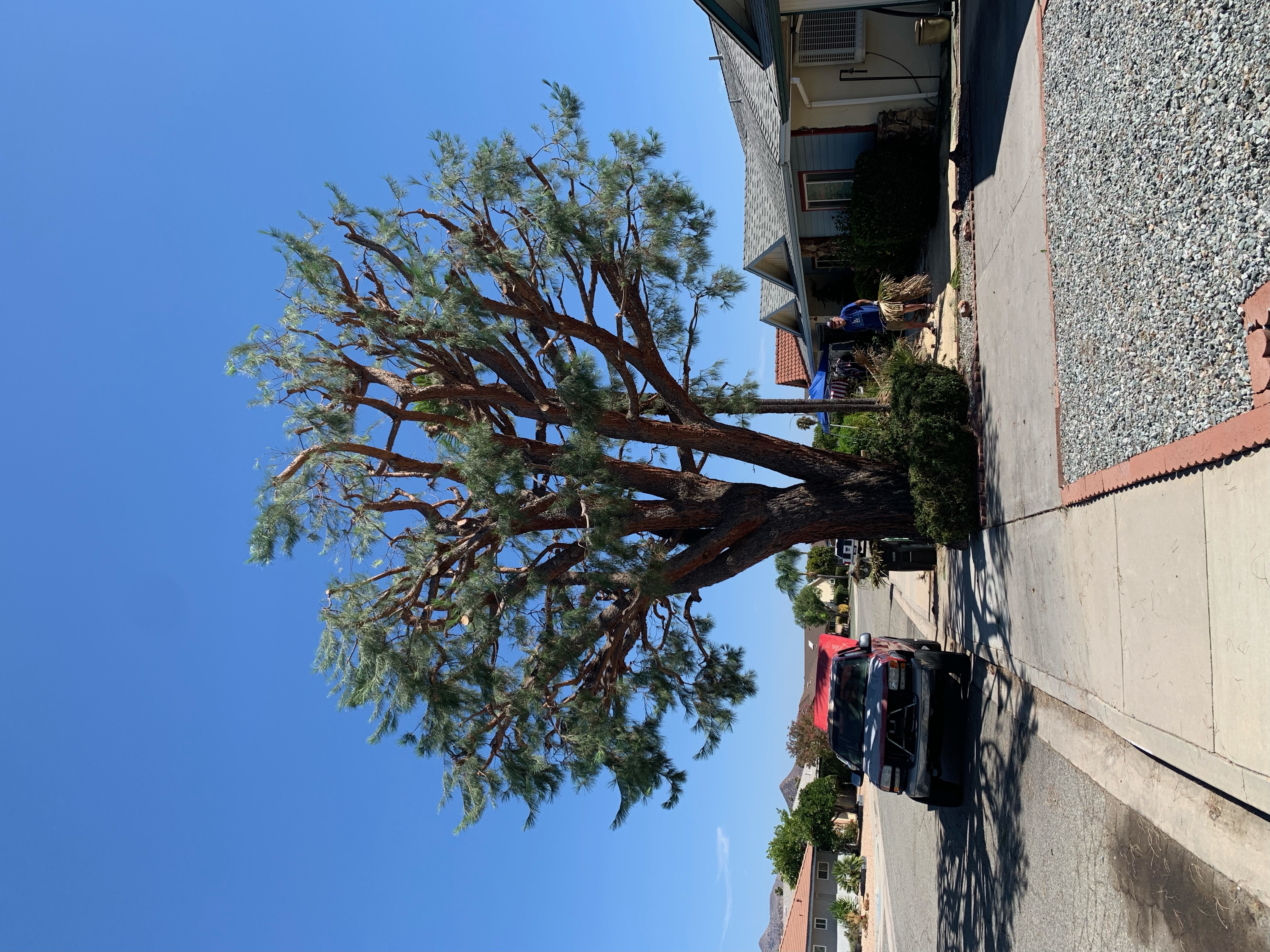 Pine laced and thinned