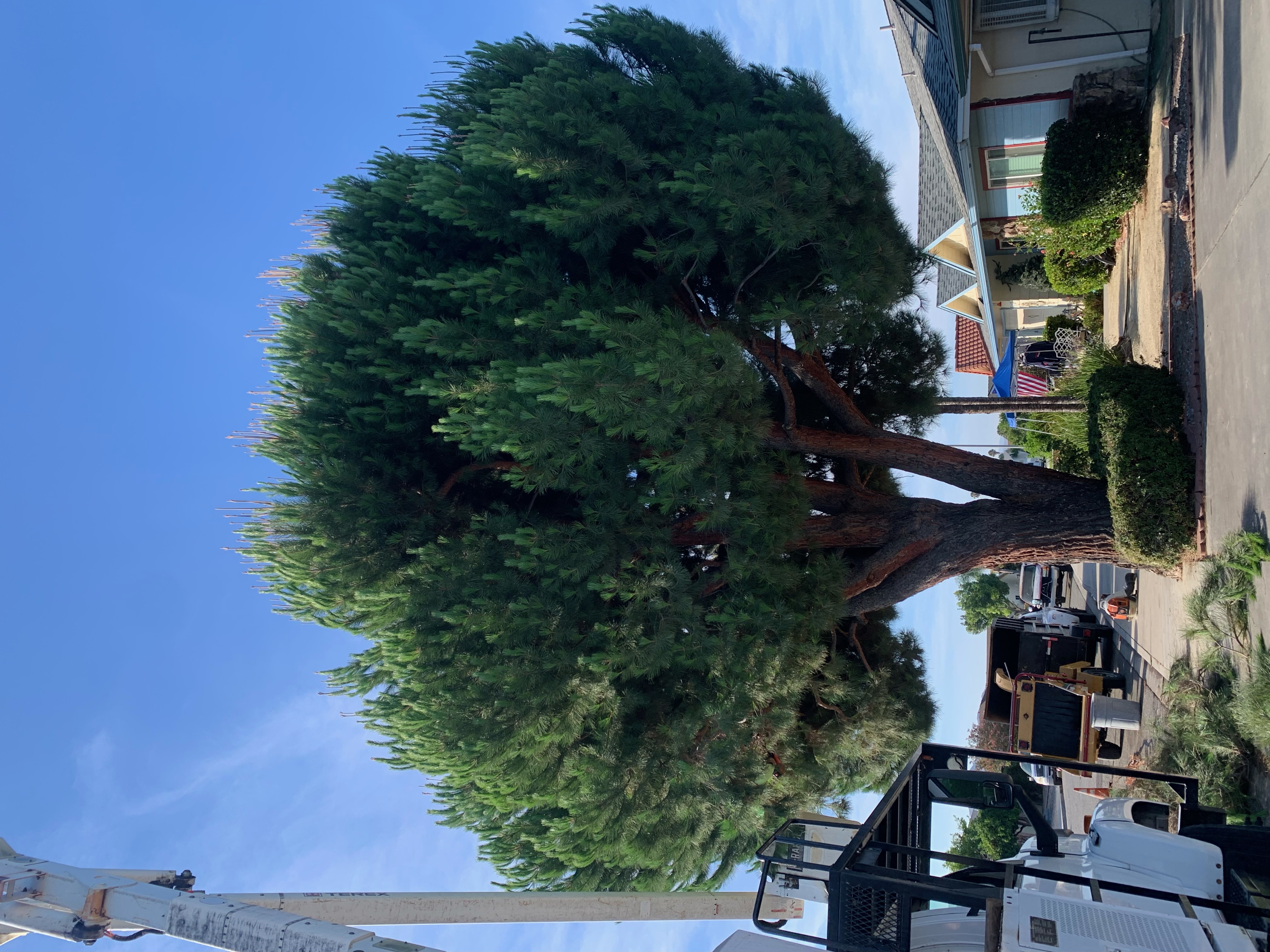Italian stone pine before trimming