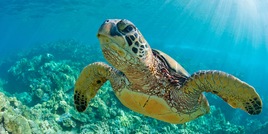 Tortuga Blanca