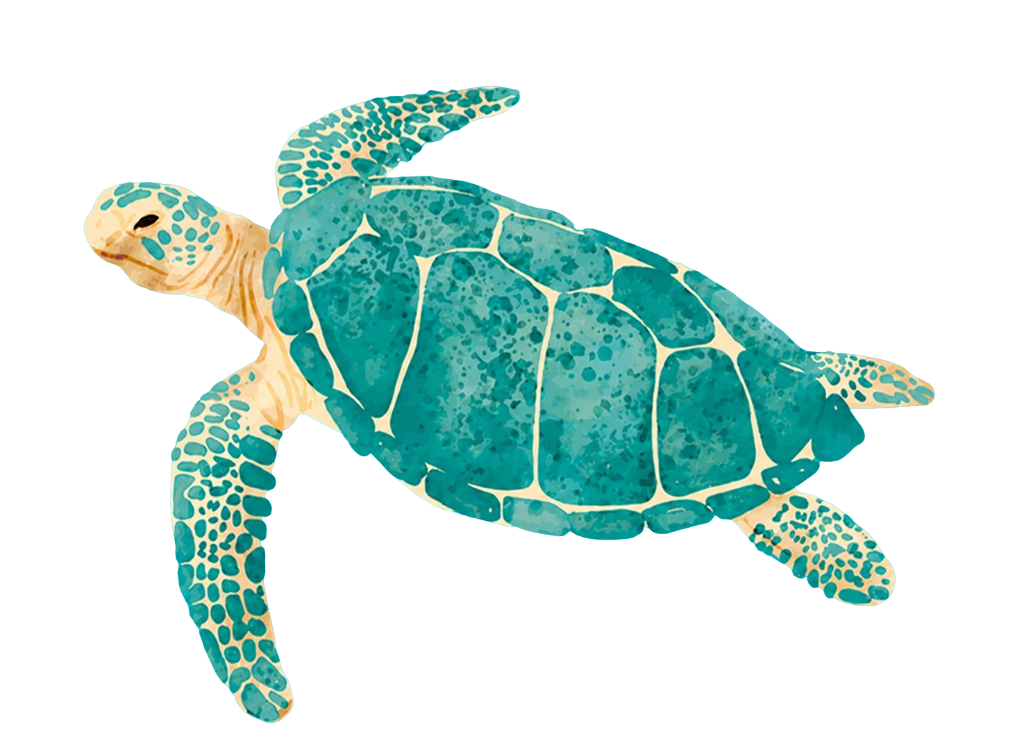 Tortuga Isla Mujeres