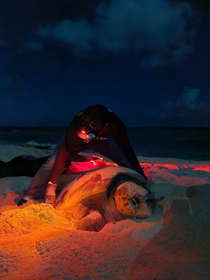 Campamento Tortuguero
