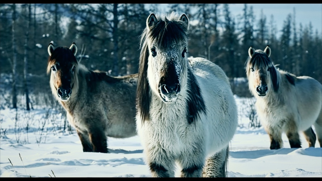 Yakutian Horse