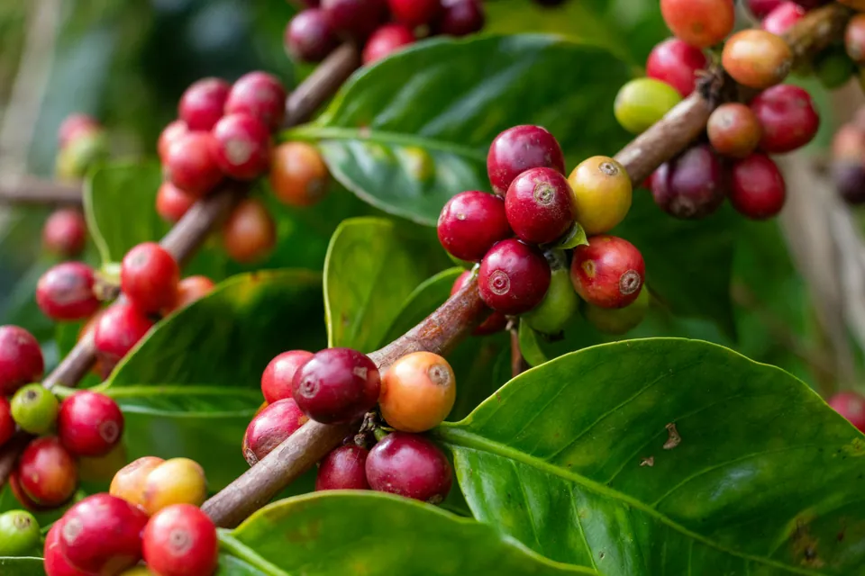 Ripe red and orange coffee cherries growing on a coffee tree branch