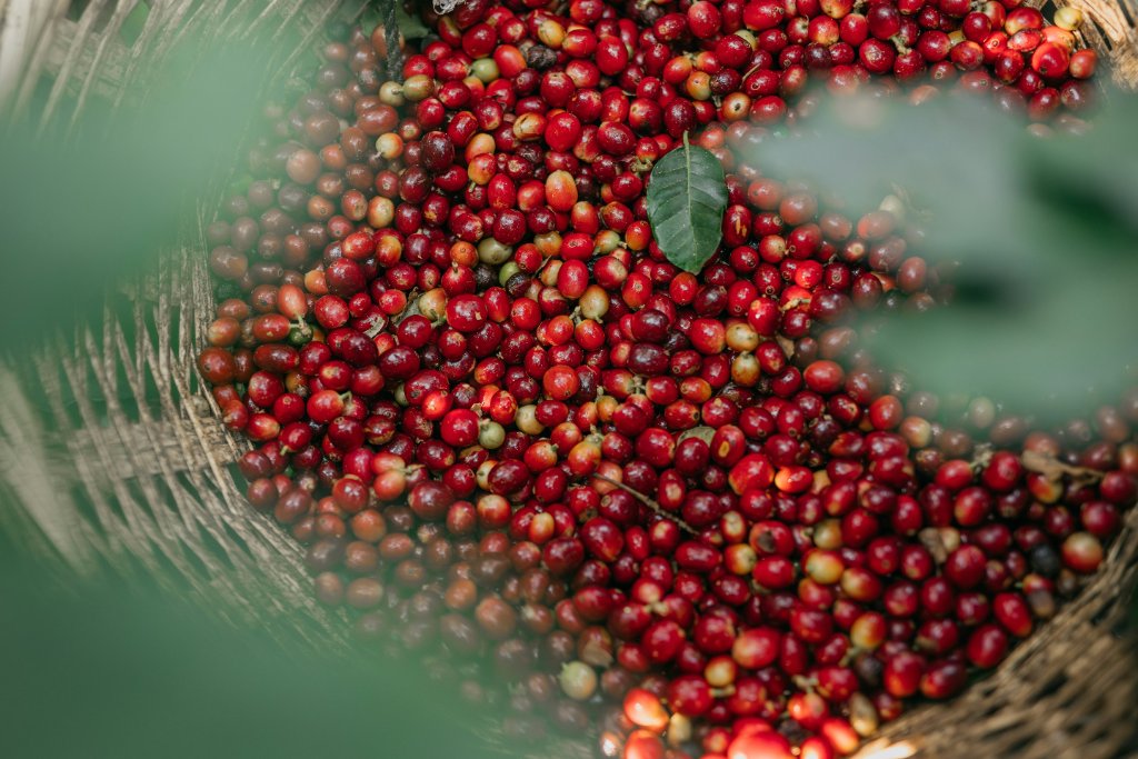 Specialty coffee being brewed, background for The Complete World of Coffee launch