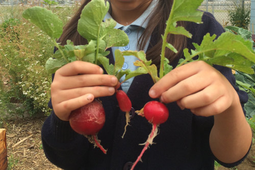 Hands holding freshly harvested red radishes with green leafy tops in a school garden