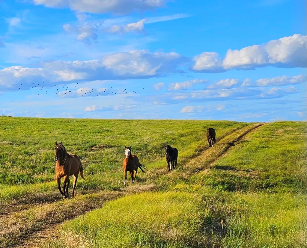 Horses running through open Wyoming fields