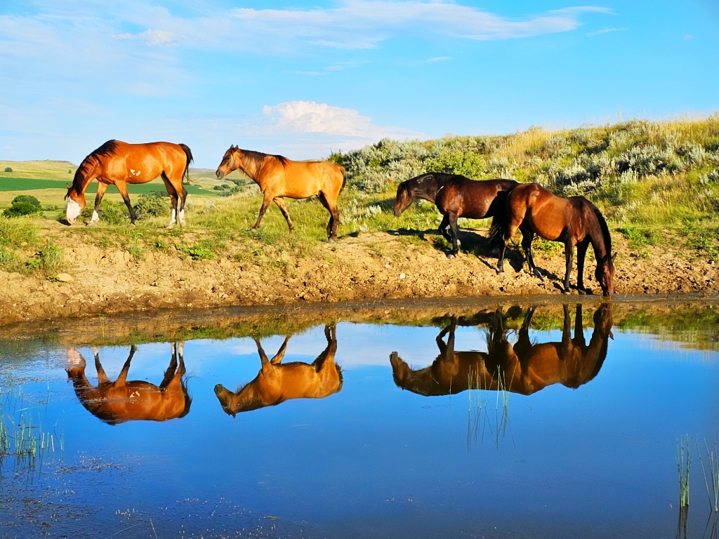 Horses gathered by a still mountain lake