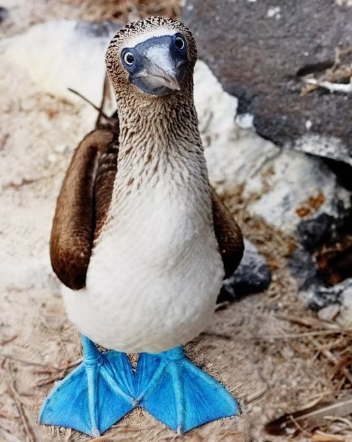 Blue-footed Booby