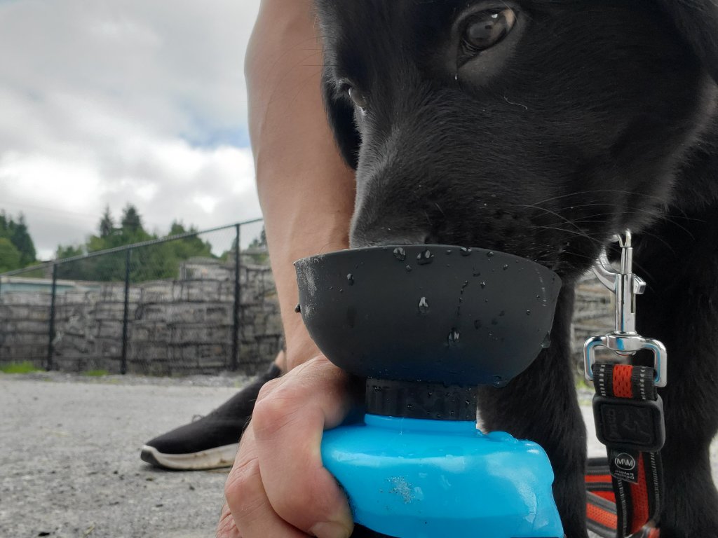 Tom R.'s dog