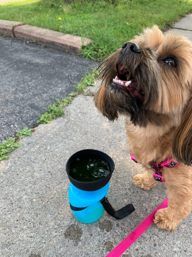 Sarah K.'s dog