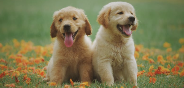 Golden Retriever puppies