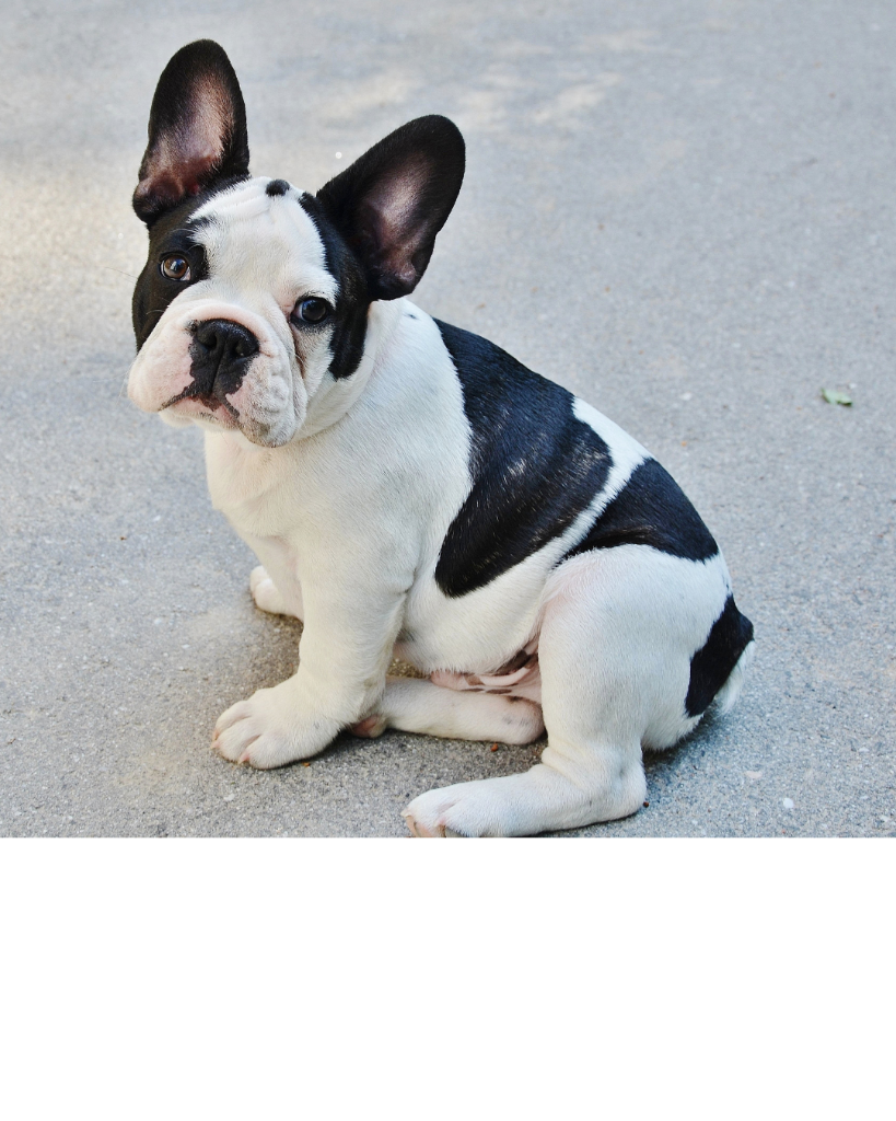 French Bulldog