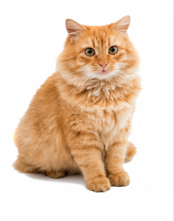 Long-Hair Cat