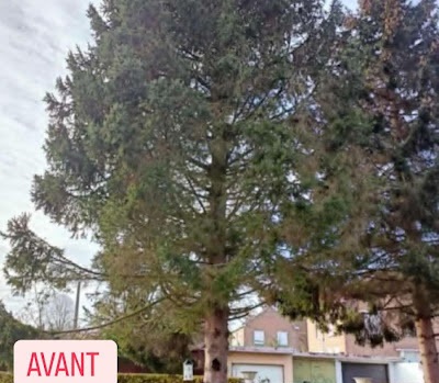 Avant