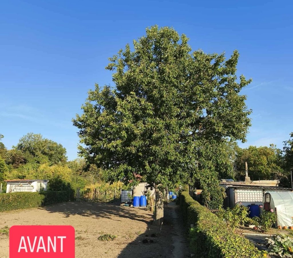 Avant