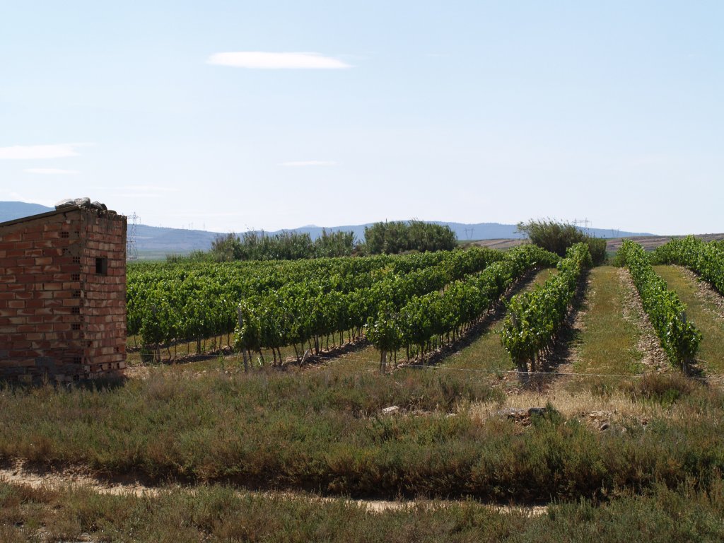 Organic vineyard landscape in Rioja with rows of vines and natural light.