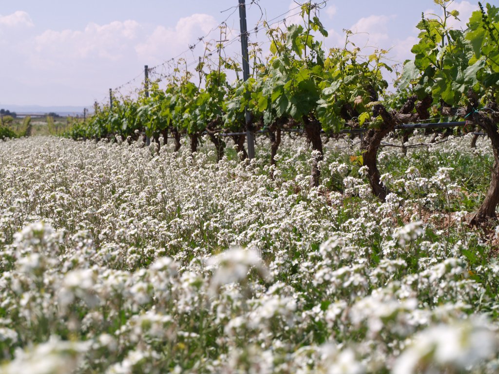 Detail of Rioja vineyard and grape-growing landscape connected to organic viticulture.