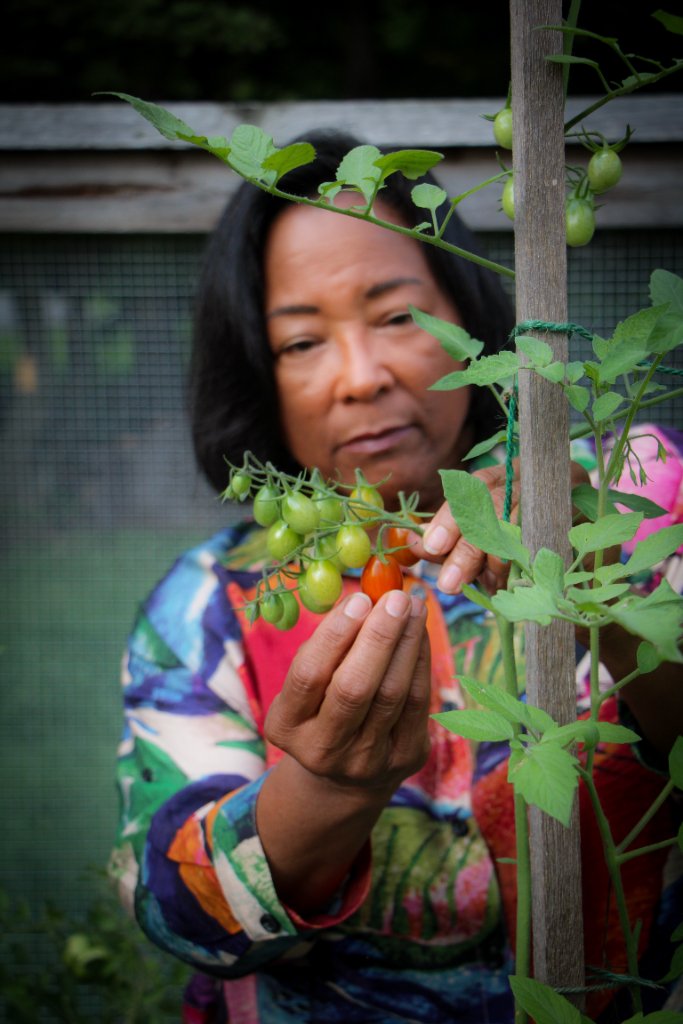 Dr. Debbie tenderly inspecting cherry tomatoes growing in her garden