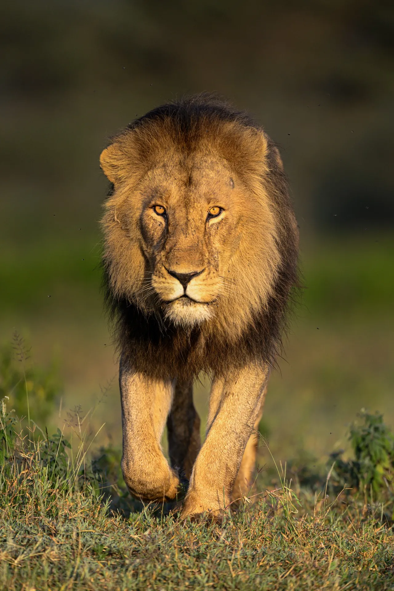 Tanzania wildlife