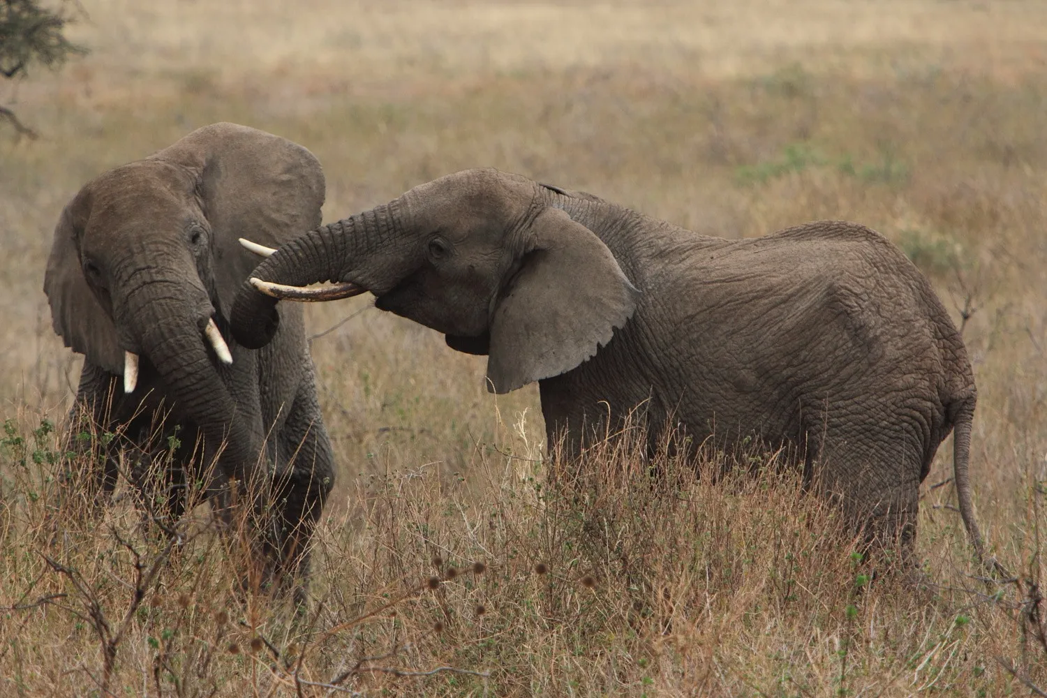 Tanzania safari experience