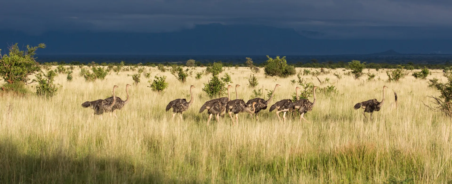 Serengeti savanna