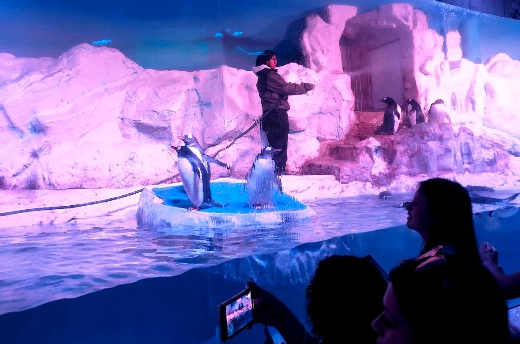 Acuario Inbursa y Acuario interactivo
