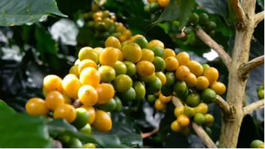 Yunga Reserva