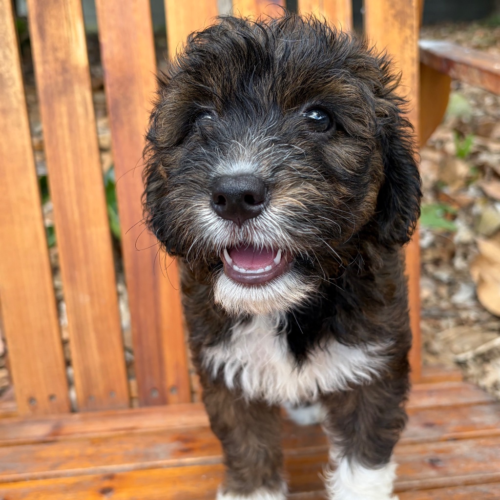 Chocolate Brindle · White · Extra Curly · Tuxedo · Pink Feet puppy named Happy, sitting in tropical Caribbean setting