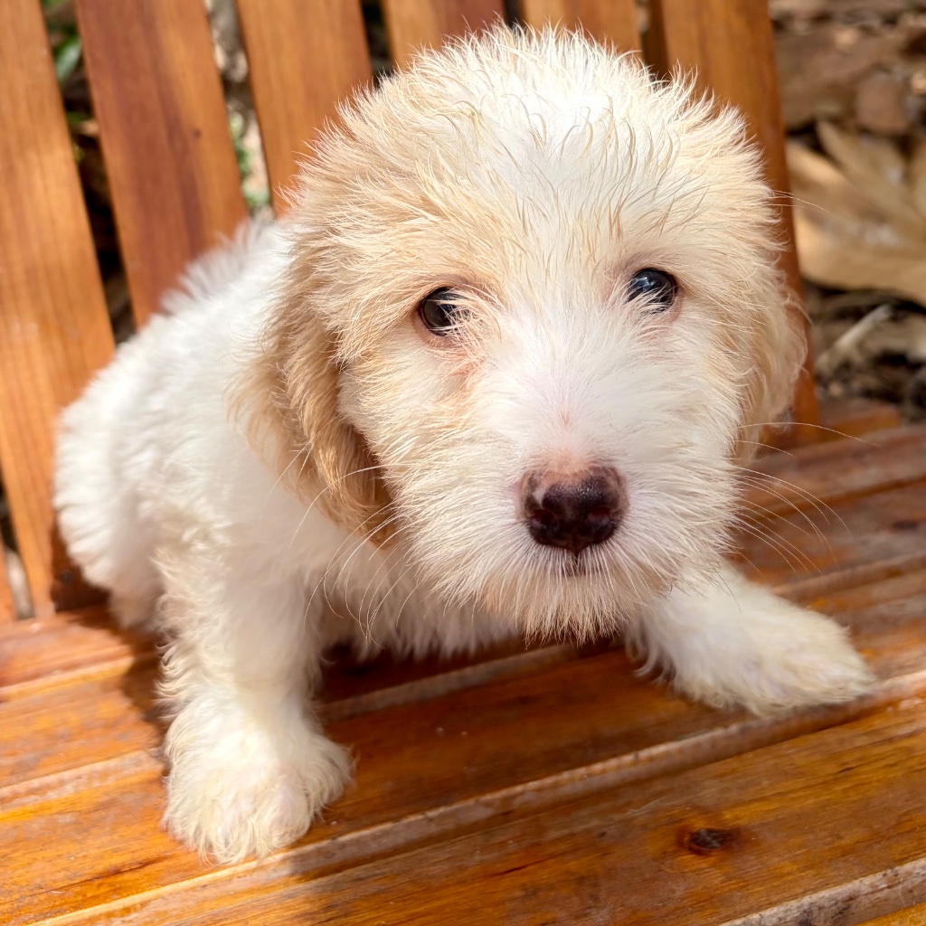 Cream Extreme Piebald · Pink Feet · Butterfly Nose puppy named Truffle, sitting in tropical Caribbean setting