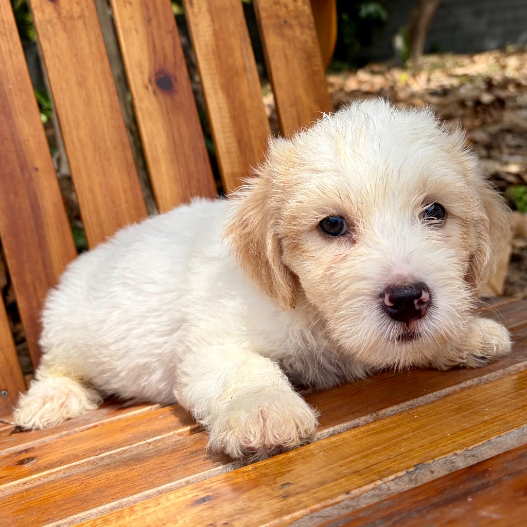 Thumbnail 12 of Butters