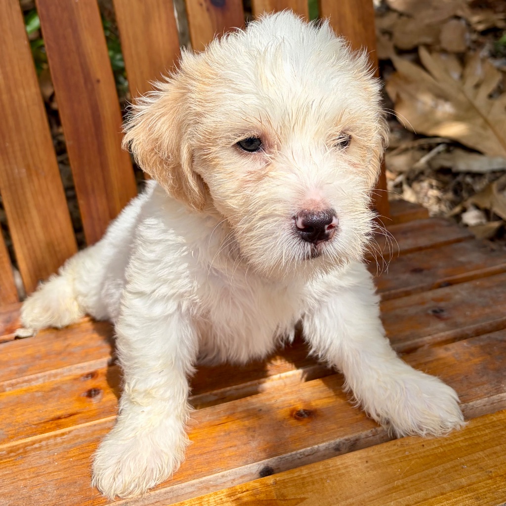 Thumbnail 5 of Butters