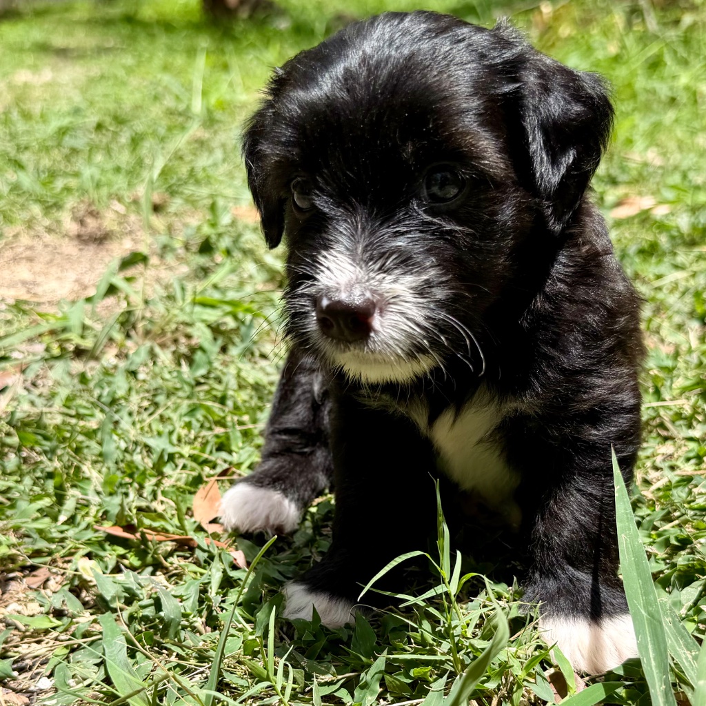 Black Brindle · White · Tuxedo · Pink Feet · Butterfly Nose puppy named Kimchi, sitting in tropical Caribbean setting