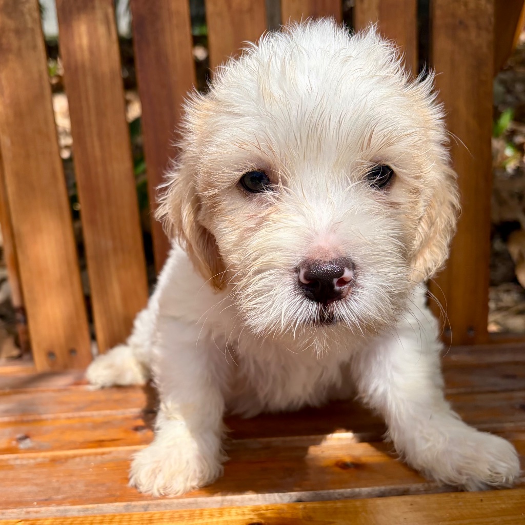 Cream Extreme Piebald · Pink Feet · Butterfly Nose puppy named Butters, sitting in tropical Caribbean setting