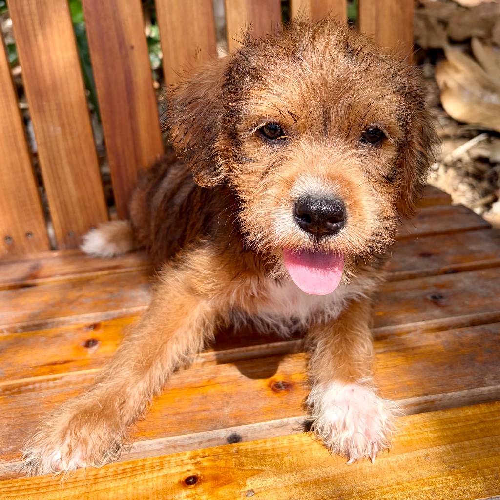 Nutmeg — Male Black · Red · White · Tuxedo · Pink Feet puppy available in St. Croix, USVI