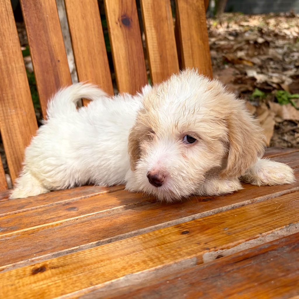 Thumbnail 9 of Truffle