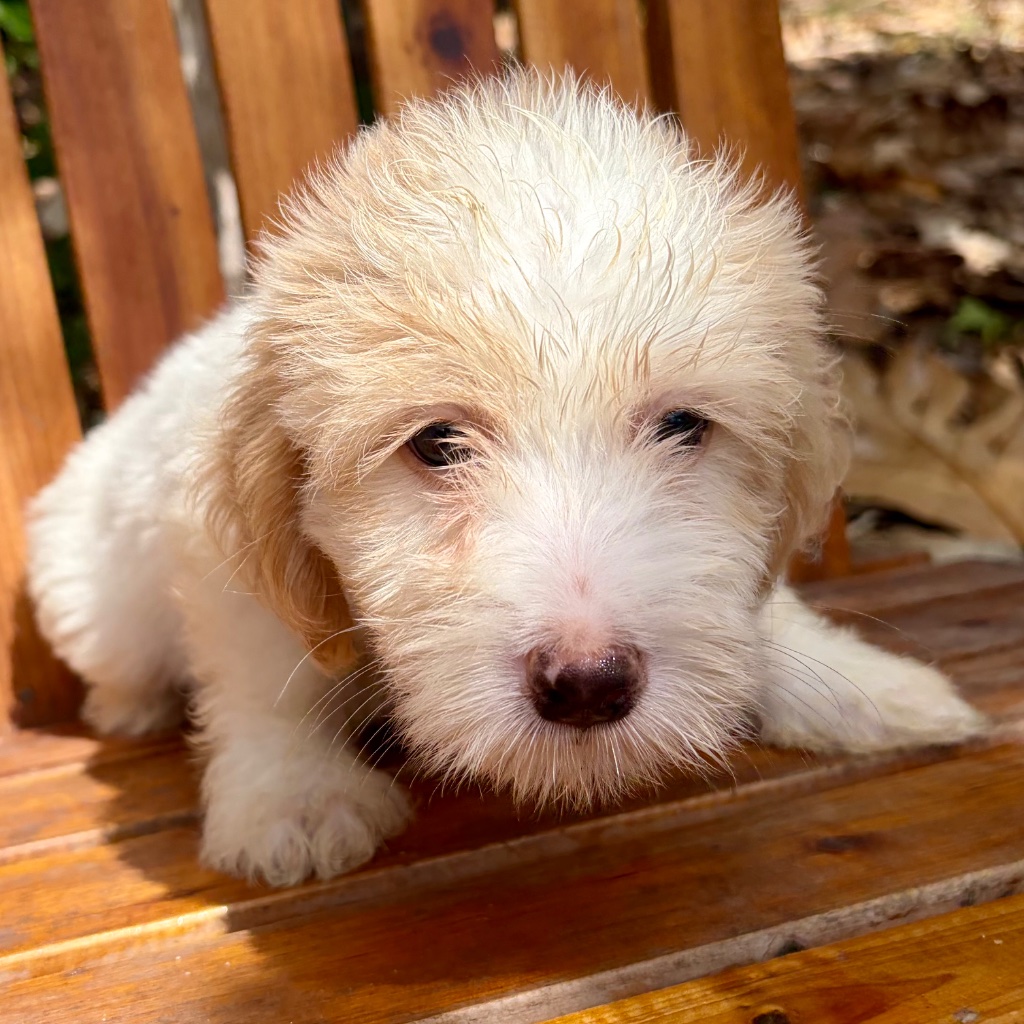 Thumbnail 5 of Truffle