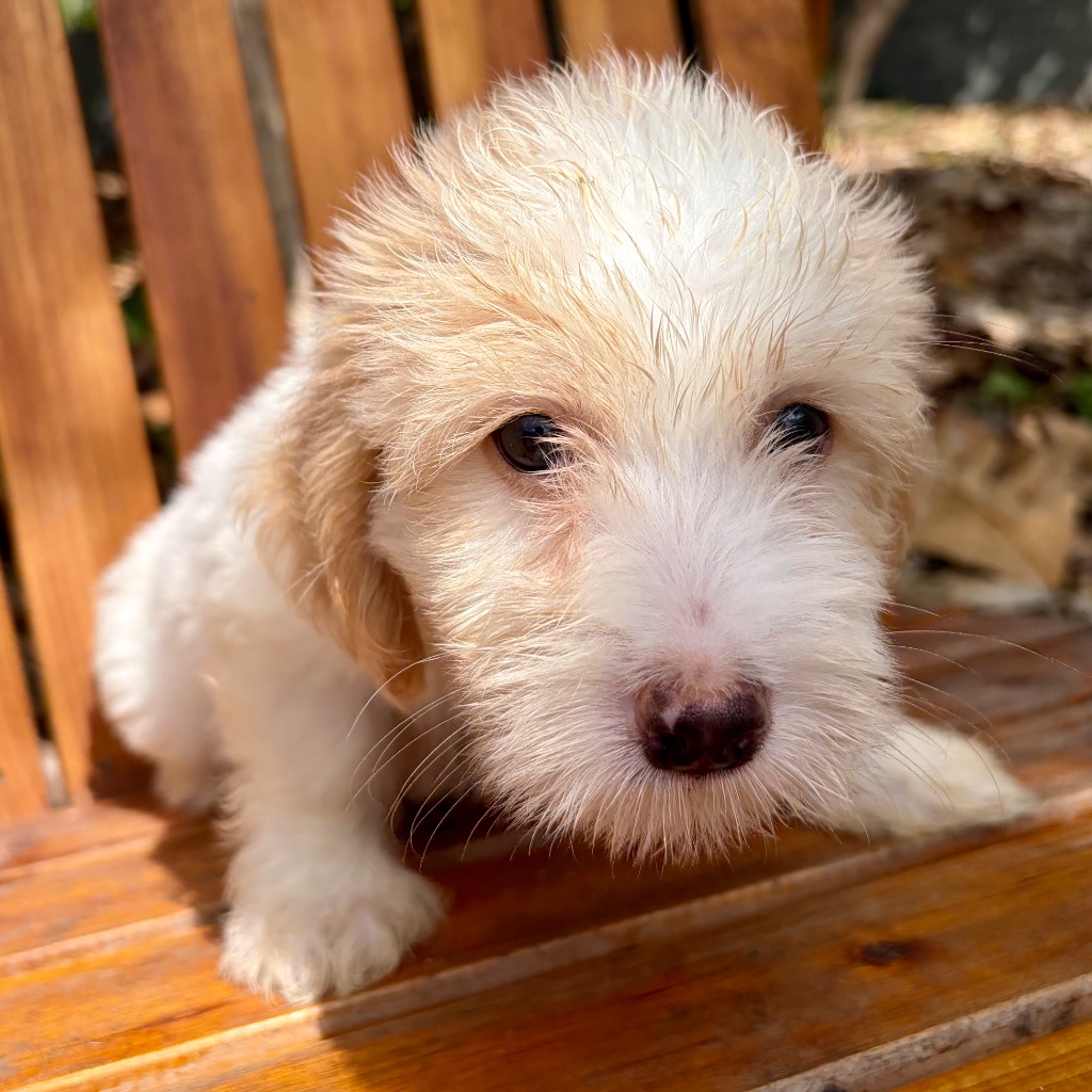 Thumbnail 6 of Truffle