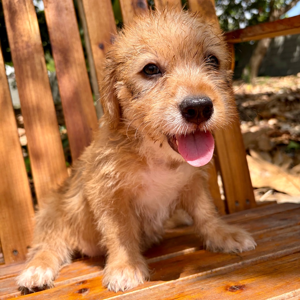 Black · Tan · White · Tuxedo · Pink Feet puppy named Boba, sitting in tropical Caribbean setting