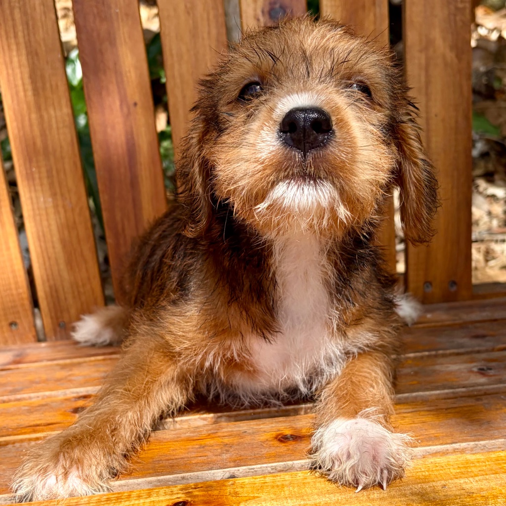 Thumbnail 8 of Nutmeg