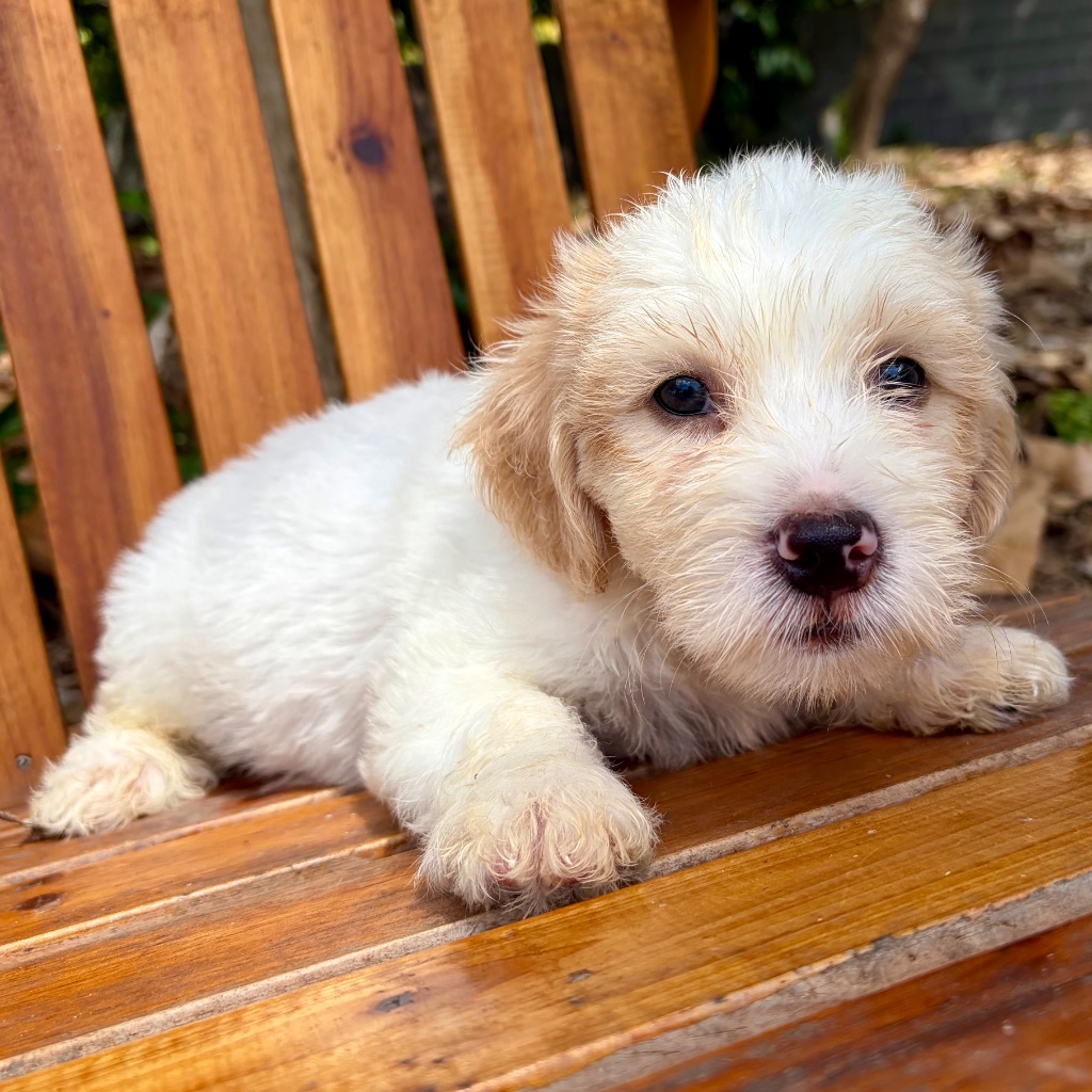 Thumbnail 13 of Butters