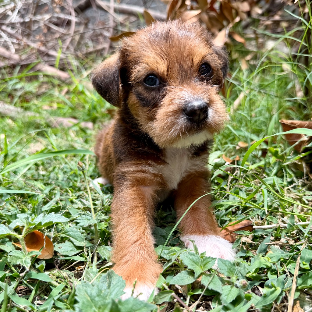 Thumbnail 18 of Nutmeg