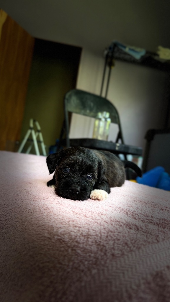 Pumpkin — Female Black Brindle · White · Pink Feet · Butterfly Nose · Coiled Tail puppy available in St. Croix, USVI