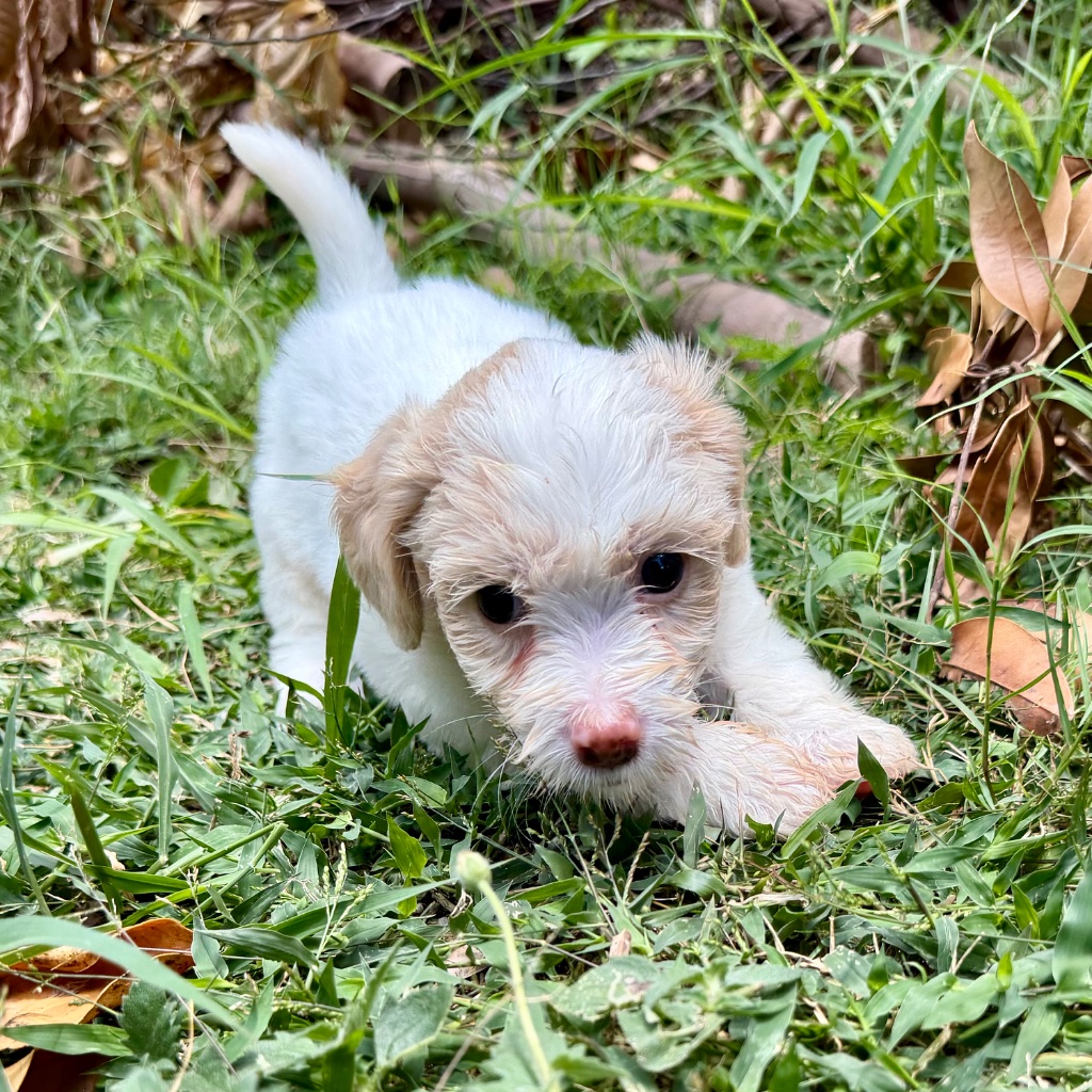 Thumbnail 11 of Truffle