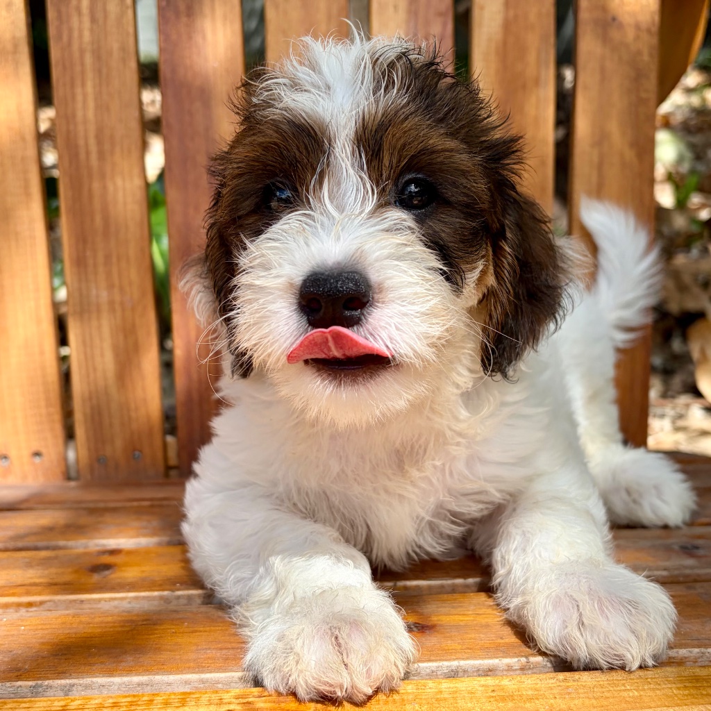 White & Brown Piebald Eye Patches · Pink Feet puppy named Panda, sitting in tropical Caribbean setting