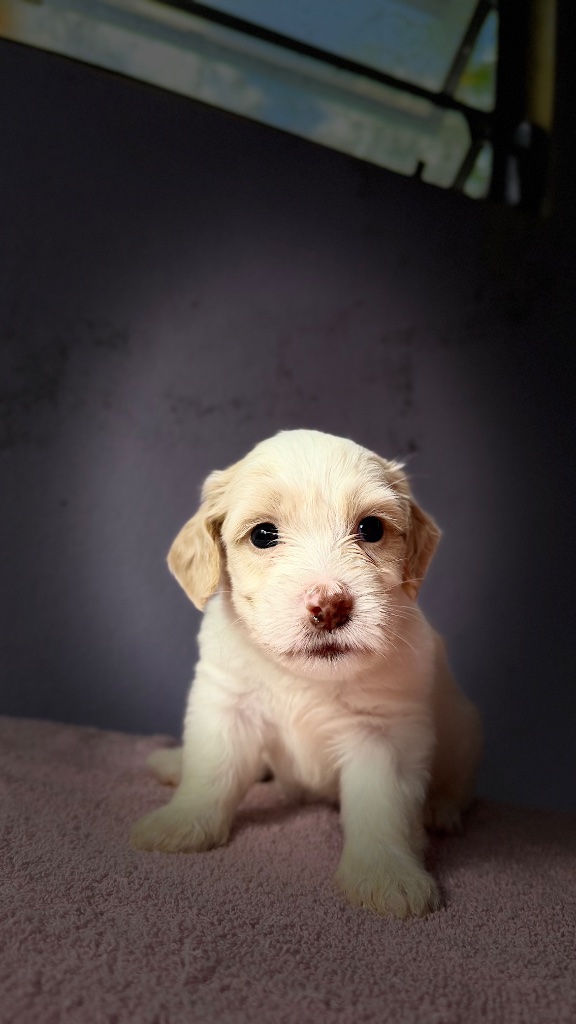 Thumbnail 14 of Truffle